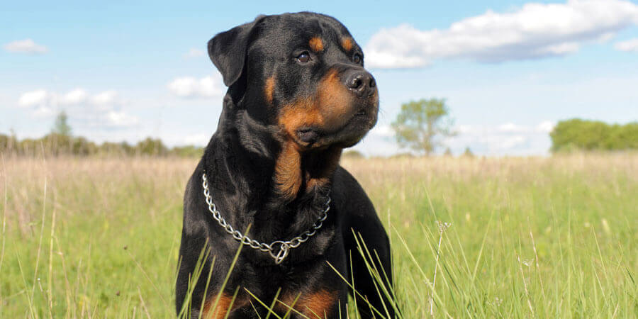Rottweiler (1)